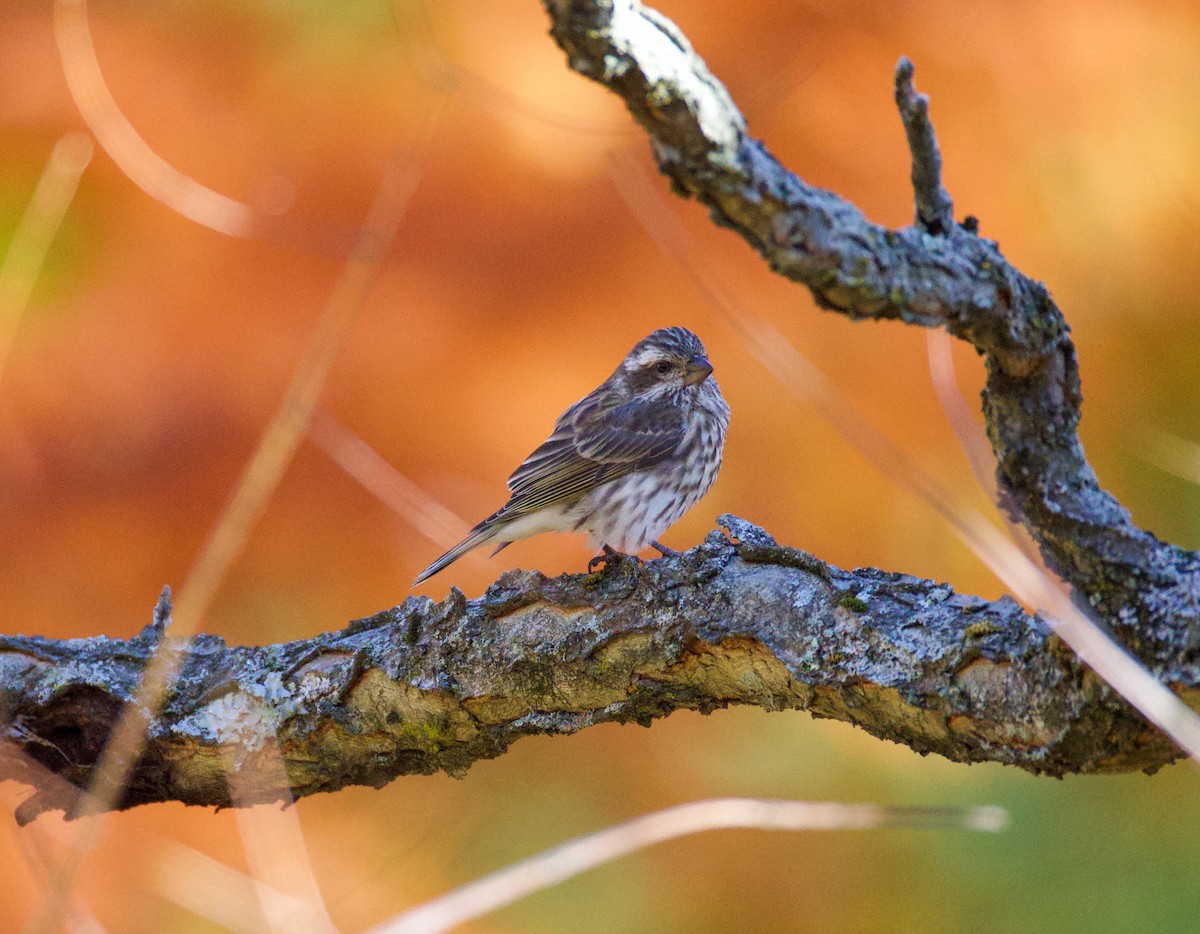 Чечевиця кармінова - ML645253535