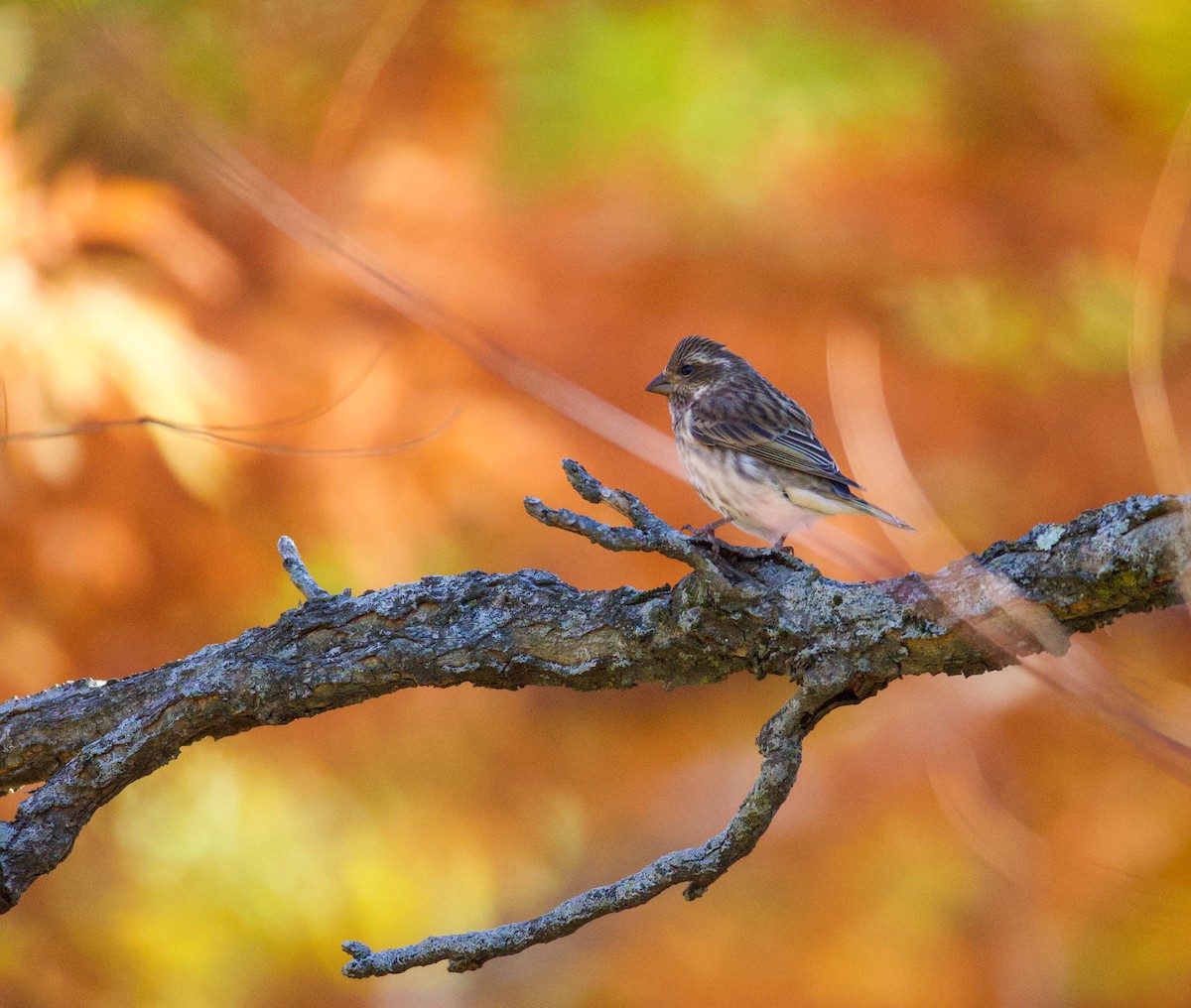 Чечевиця кармінова - ML645253536