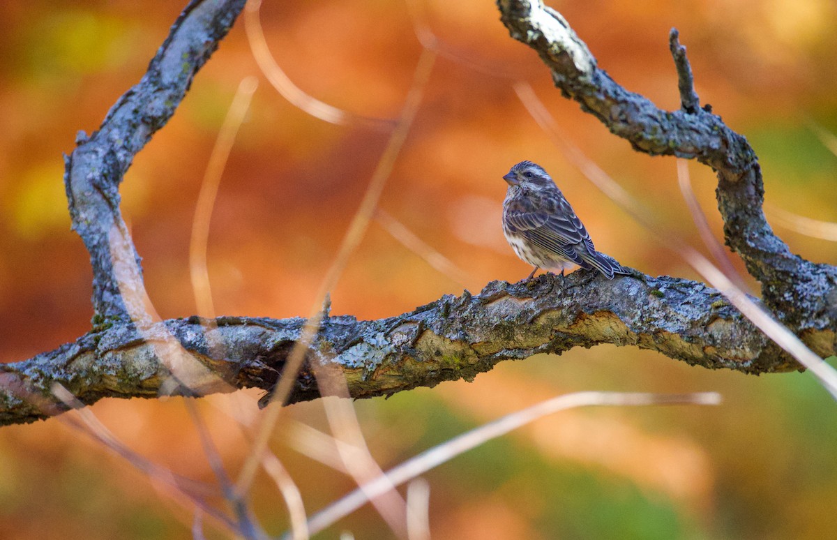 Чечевиця кармінова - ML645253537