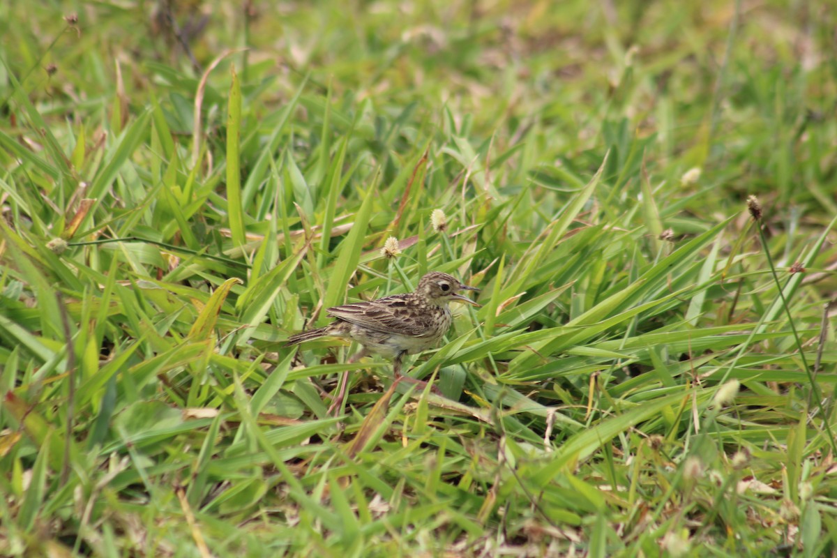 Yellowish Pipit - ML645253542