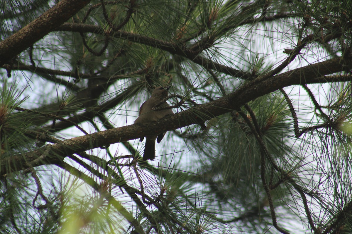 Grayish Baywing - ML645253544