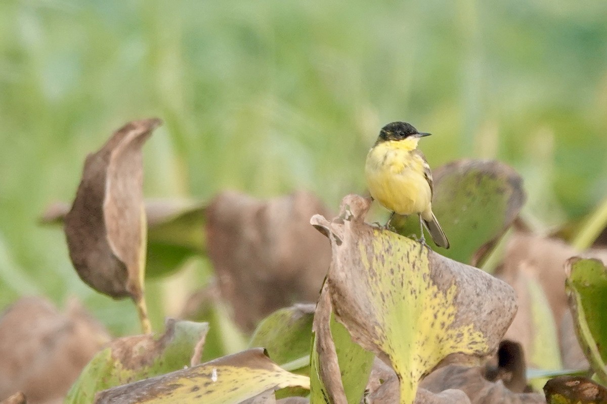 Western Yellow Wagtail (feldegg) - ML645253545