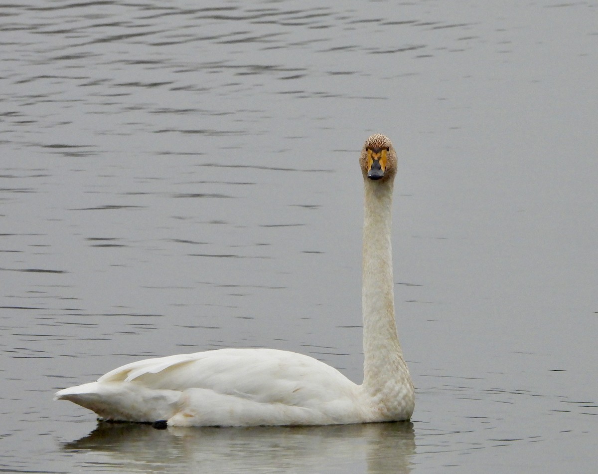 Whooper Swan - ML645253546