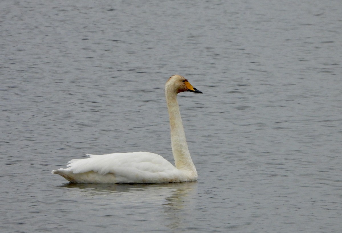 Whooper Swan - ML645253547