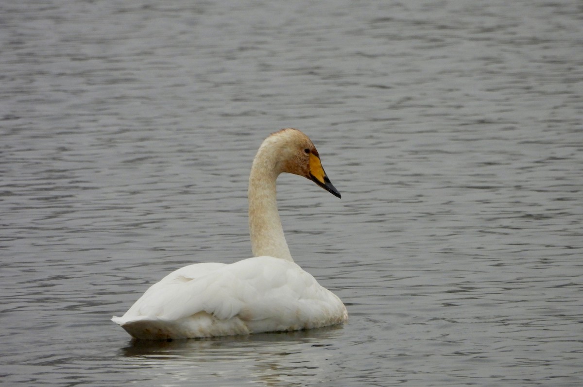 Whooper Swan - ML645253548