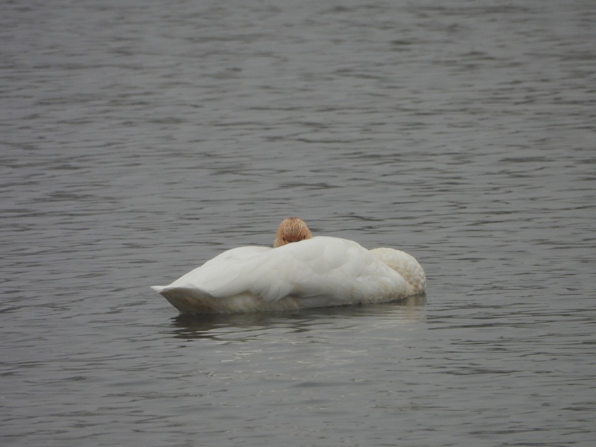 Whooper Swan - ML645253549