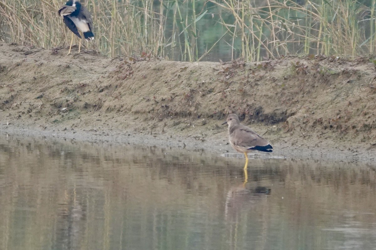 White-tailed Lapwing - ML645253561