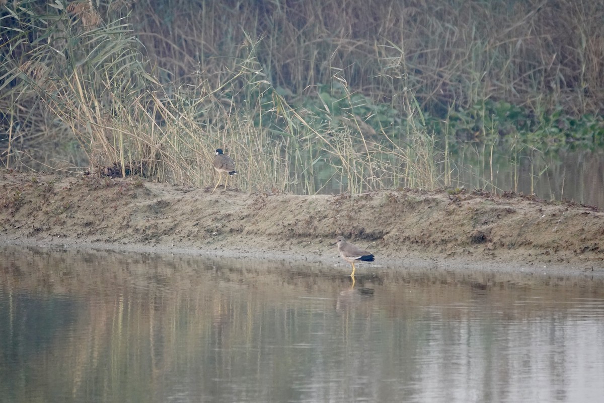 White-tailed Lapwing - ML645253562