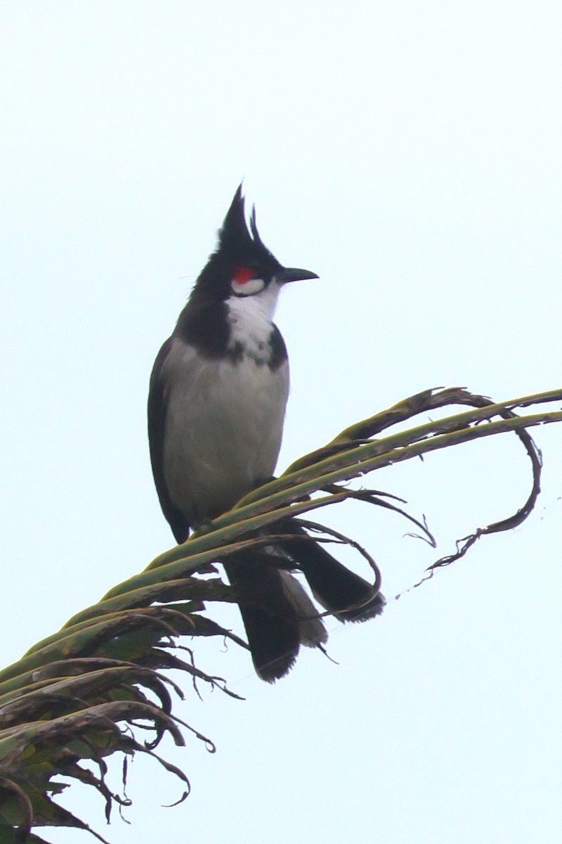 Red-whiskered Bulbul - ML645253568