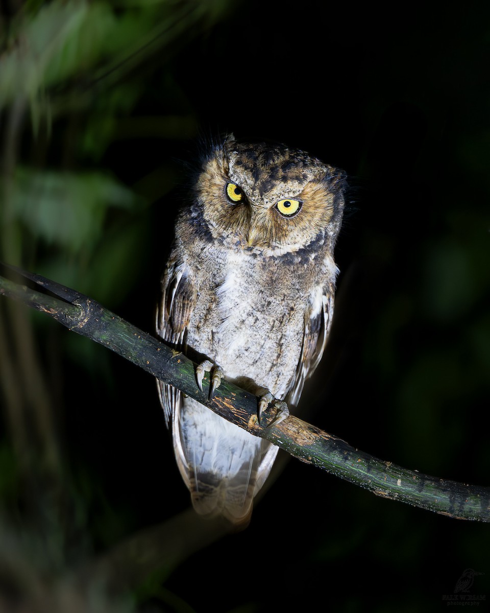 Пятнистая сплюшка - ML645253569