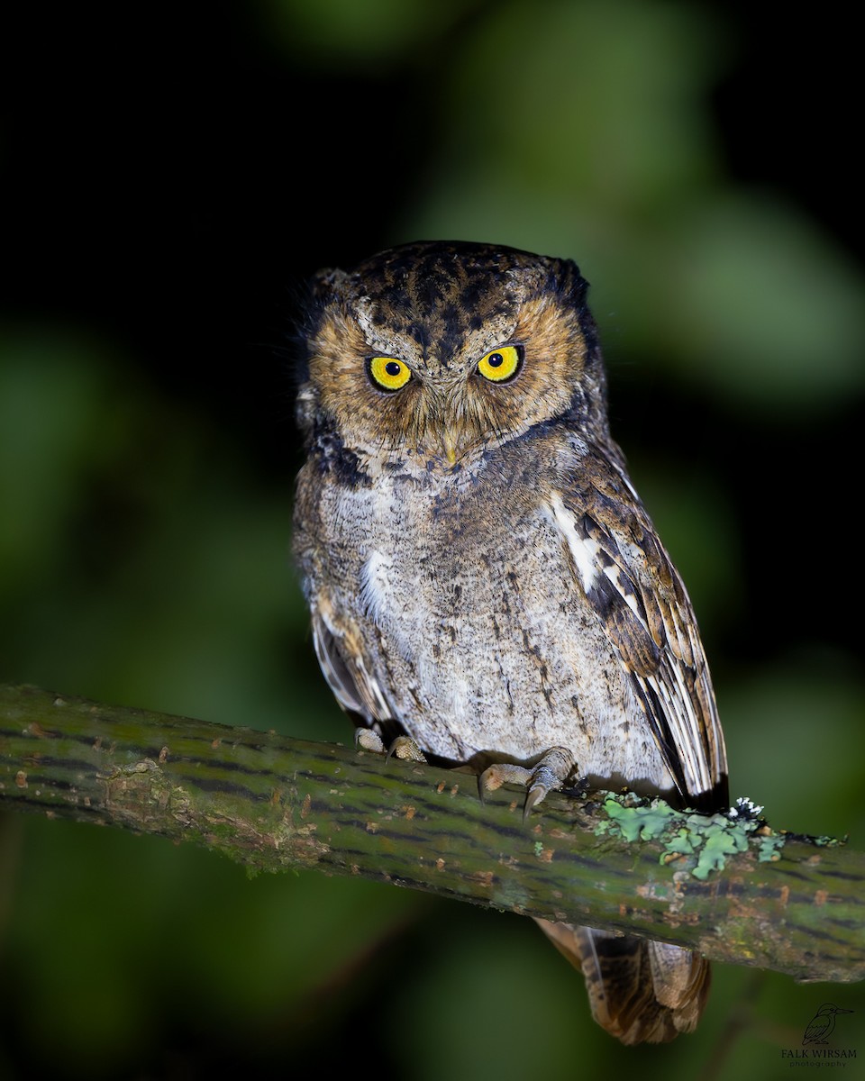 Пятнистая сплюшка - ML645253570