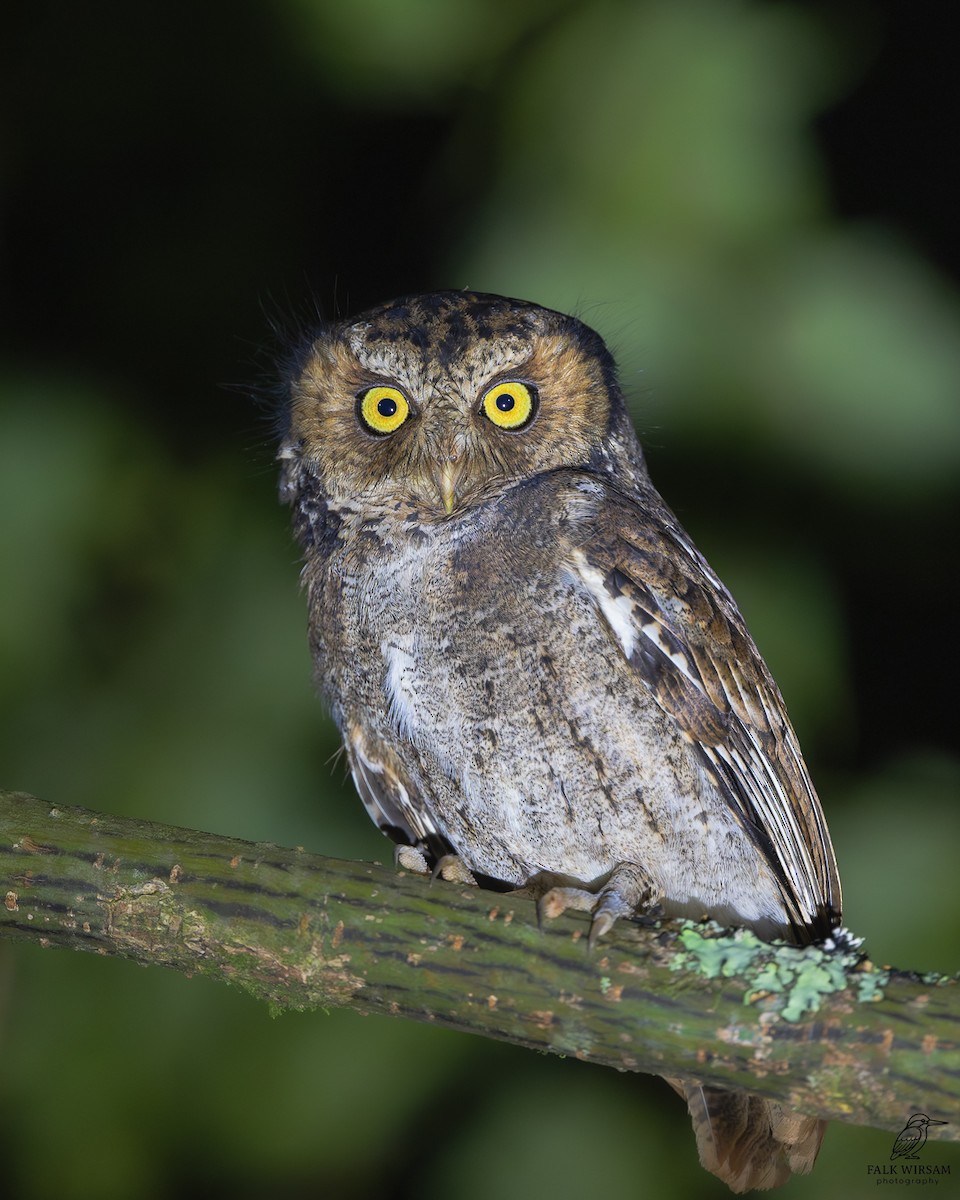 Пятнистая сплюшка - ML645253571