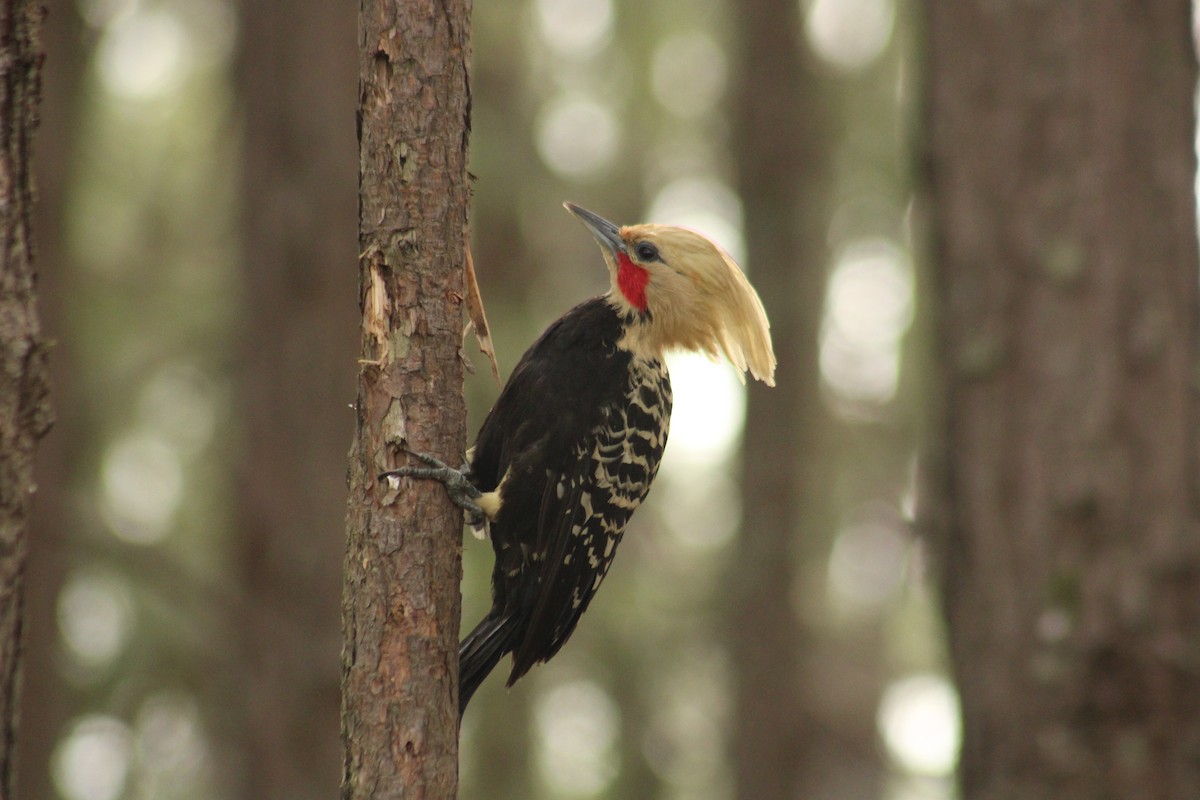 Blond-crested Woodpecker - ML645253580