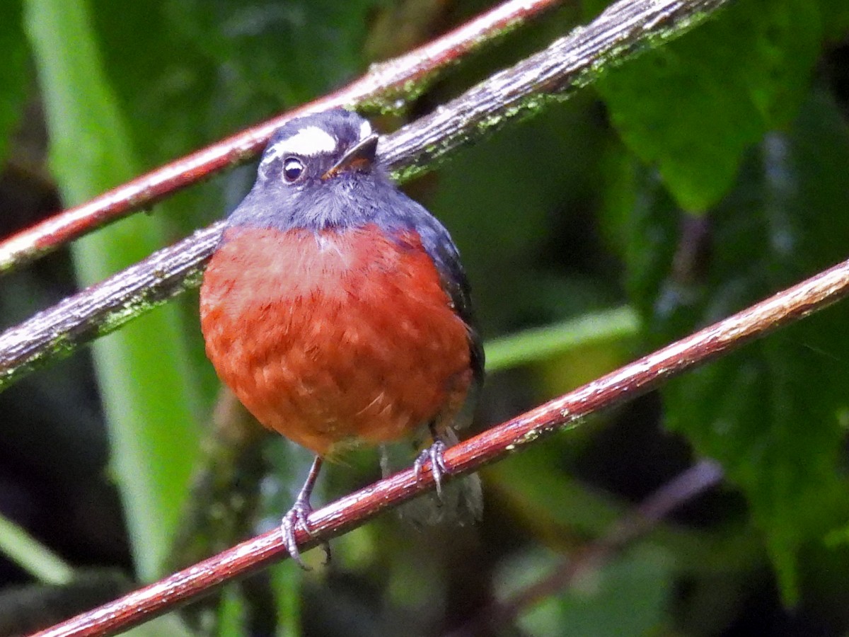 Chestnut-bellied Chat-Tyrant - ML645253581