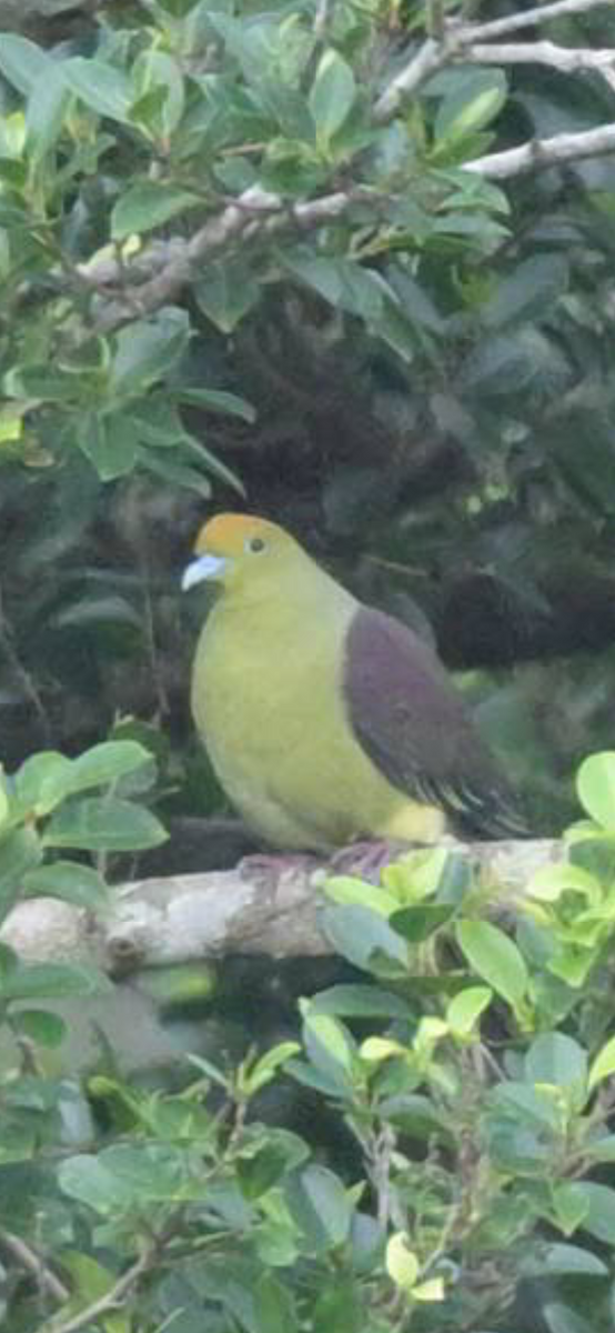 Whistling Green-Pigeon (Taiwan) - ML645253586