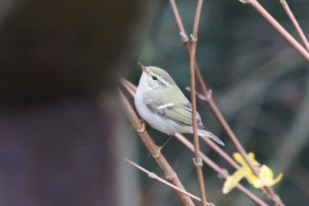 黃眉柳鶯 - ML645253588