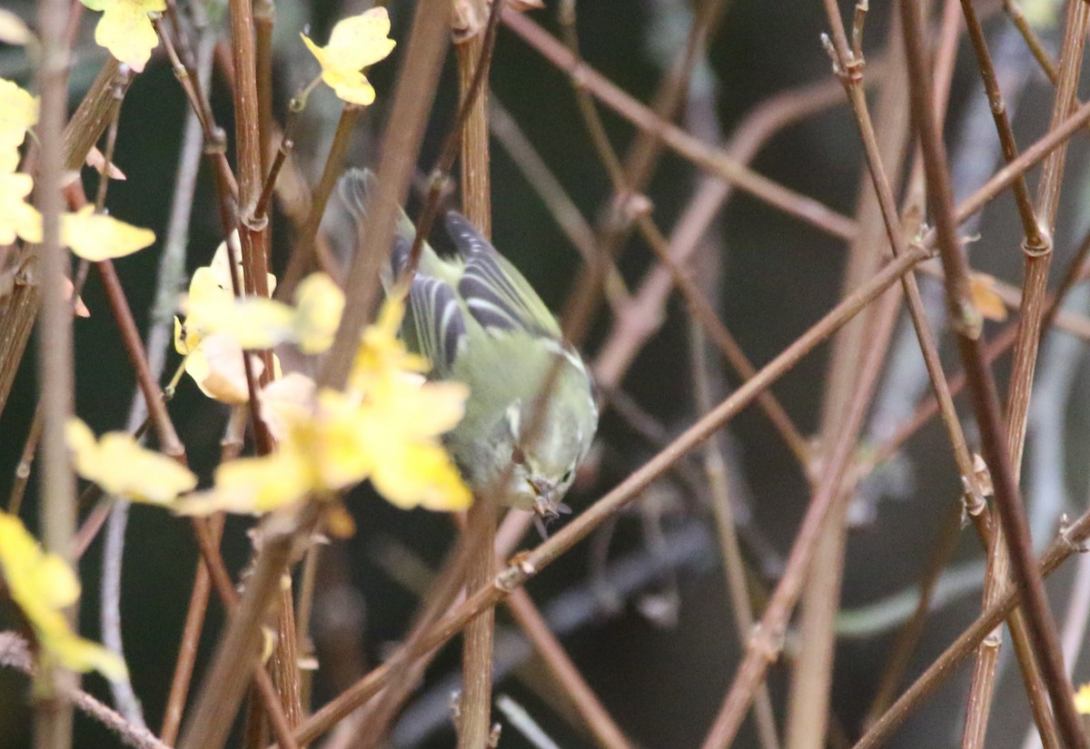 黃眉柳鶯 - ML645253590