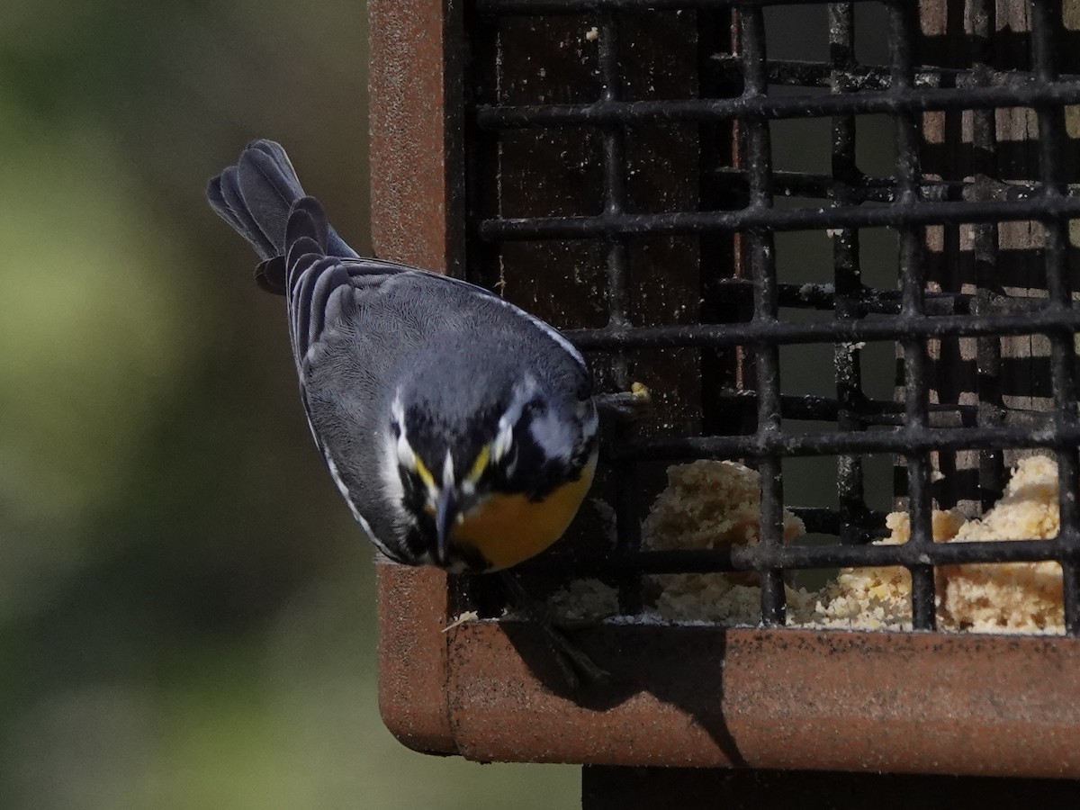 Goldkehl-Waldsänger - ML645253595