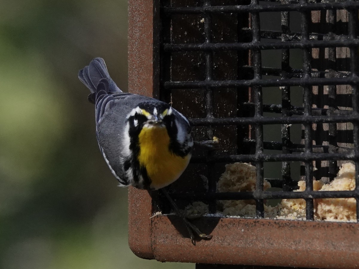 Goldkehl-Waldsänger - ML645253596