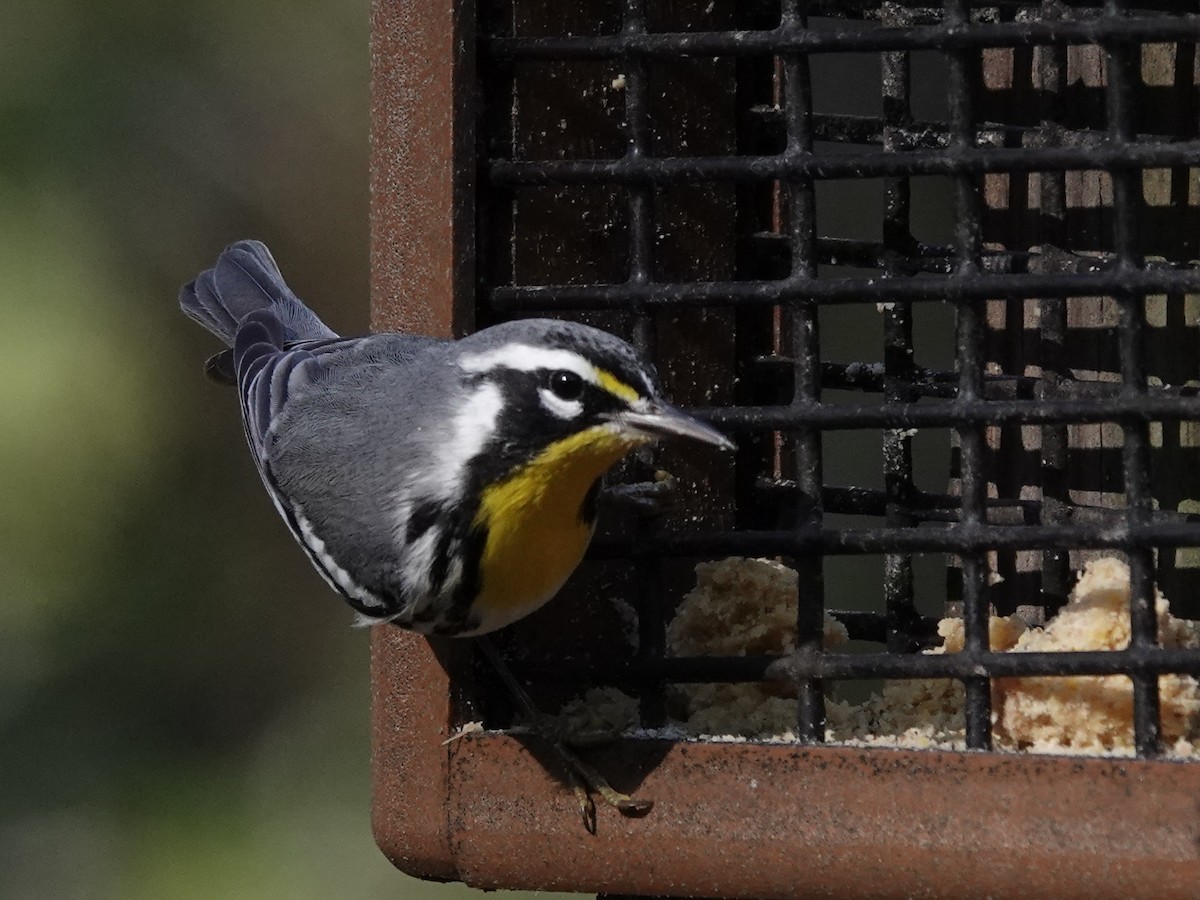 Goldkehl-Waldsänger - ML645253597