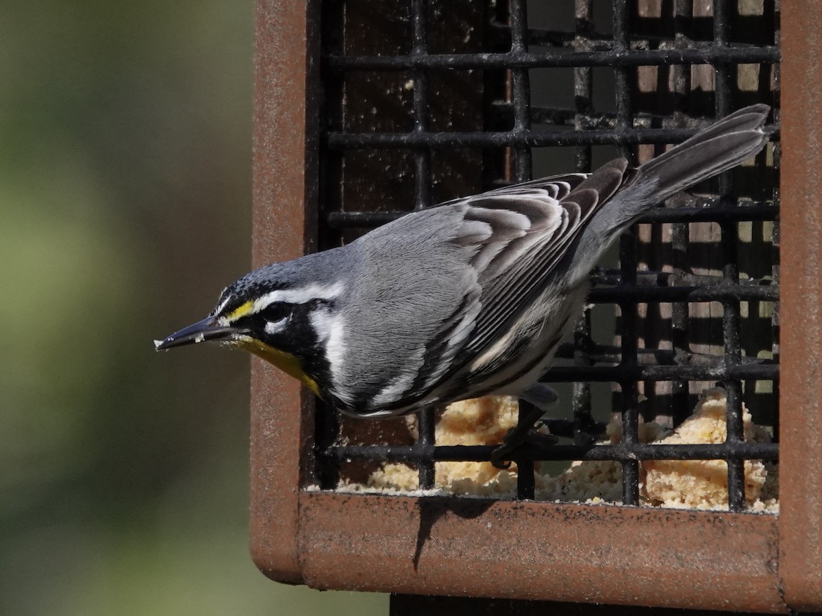 Goldkehl-Waldsänger - ML645253598