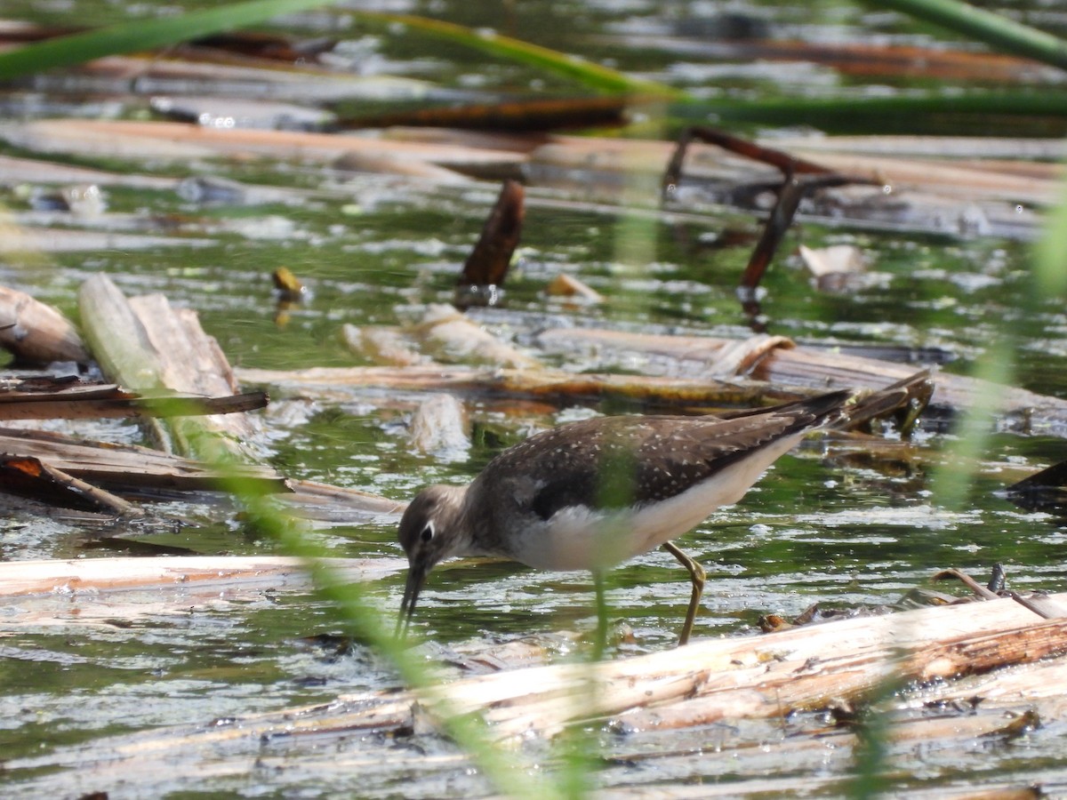 Einsiedelwasserläufer - ML645253601