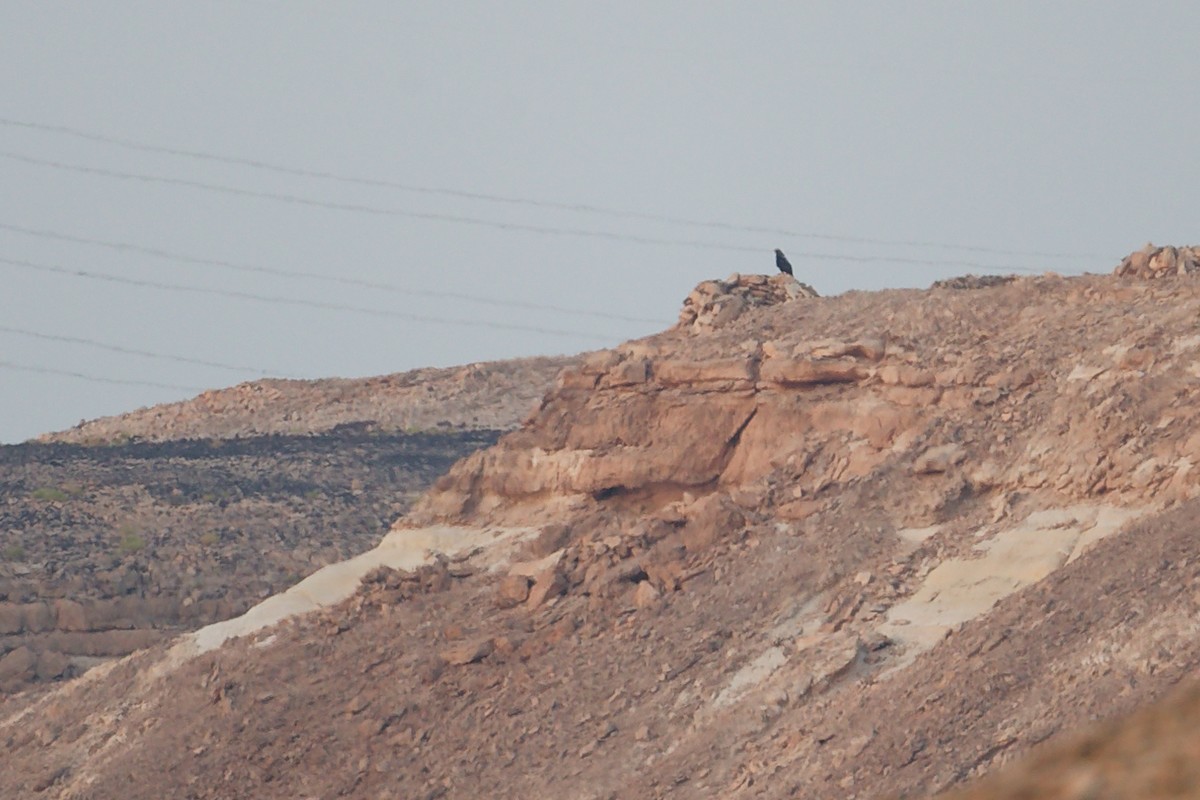 カタシロワシ - ML645253602