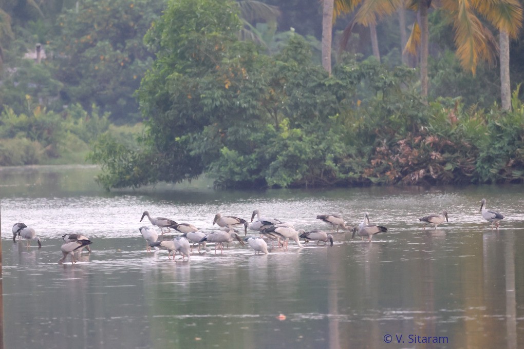 スキハシコウ - ML645253603