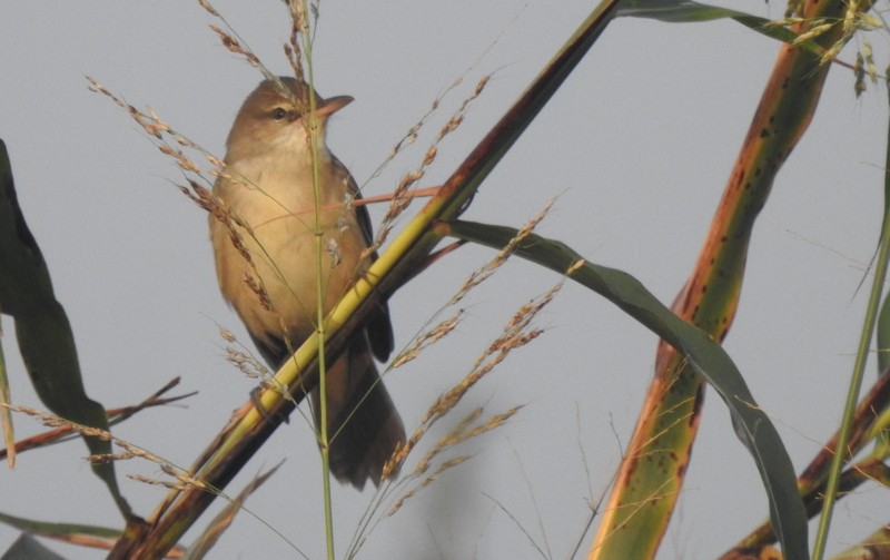 チュウヨシキリ - ML645253605