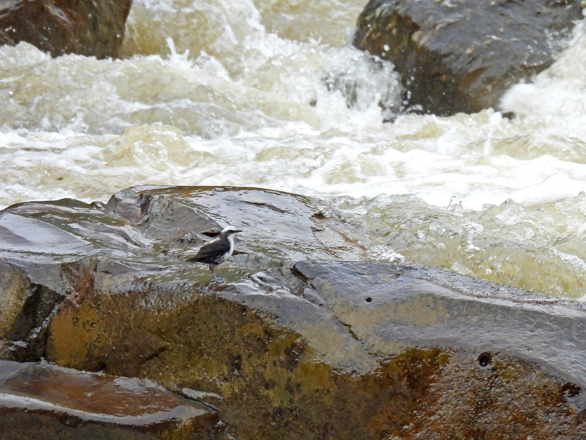 シロガシラカワガラス - ML645253606