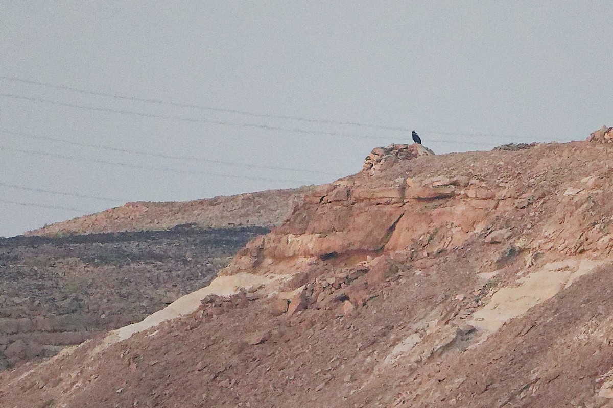 カタシロワシ - ML645253607