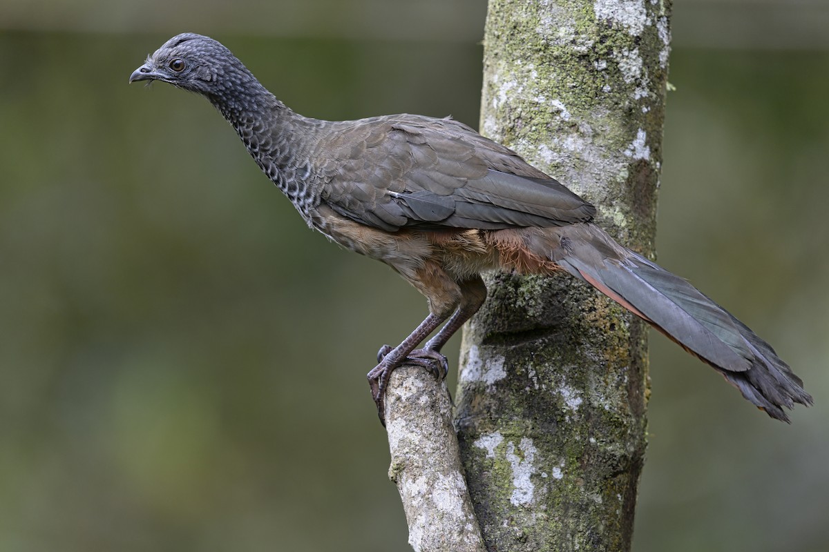 コロンビアヒメシャクケイ - ML645253608