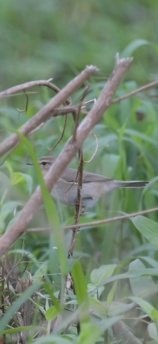 Common Chiffchaff - ML645253609