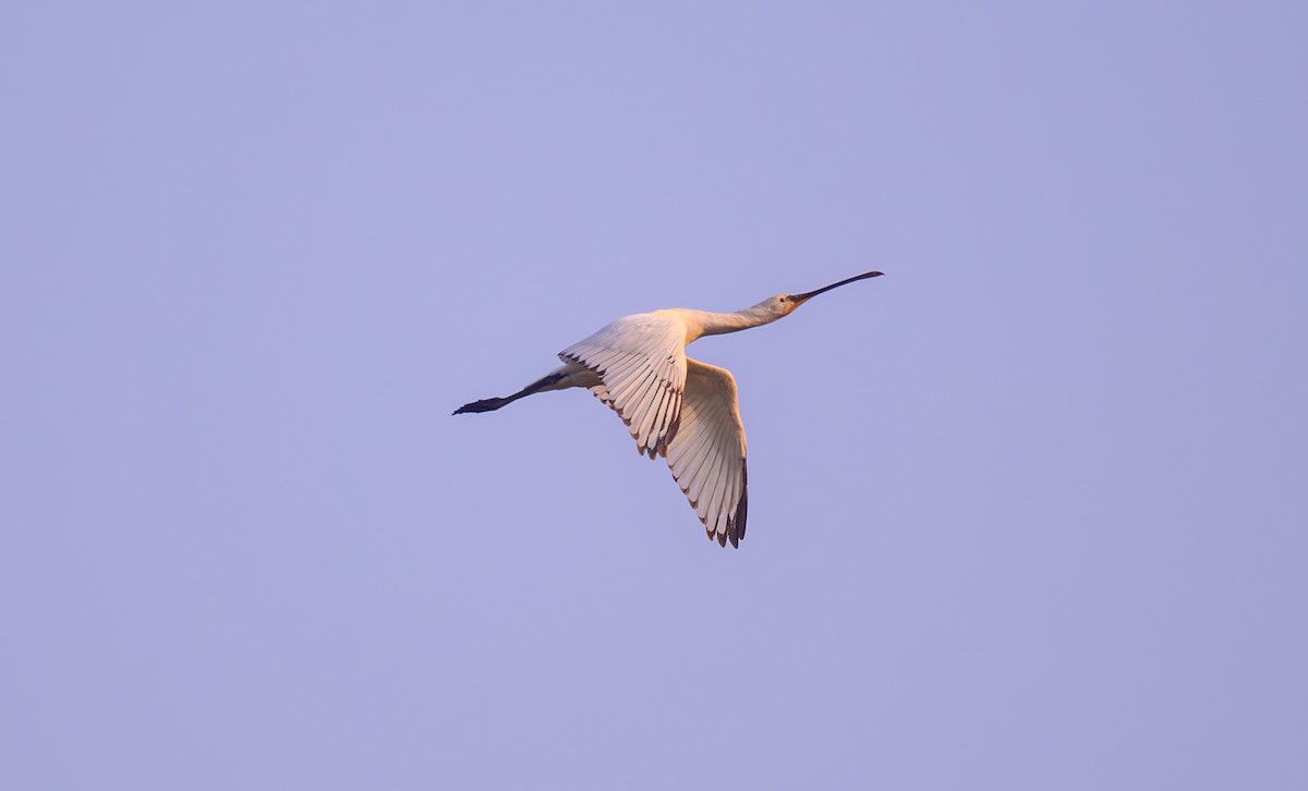 ヘラサギ - ML645253610