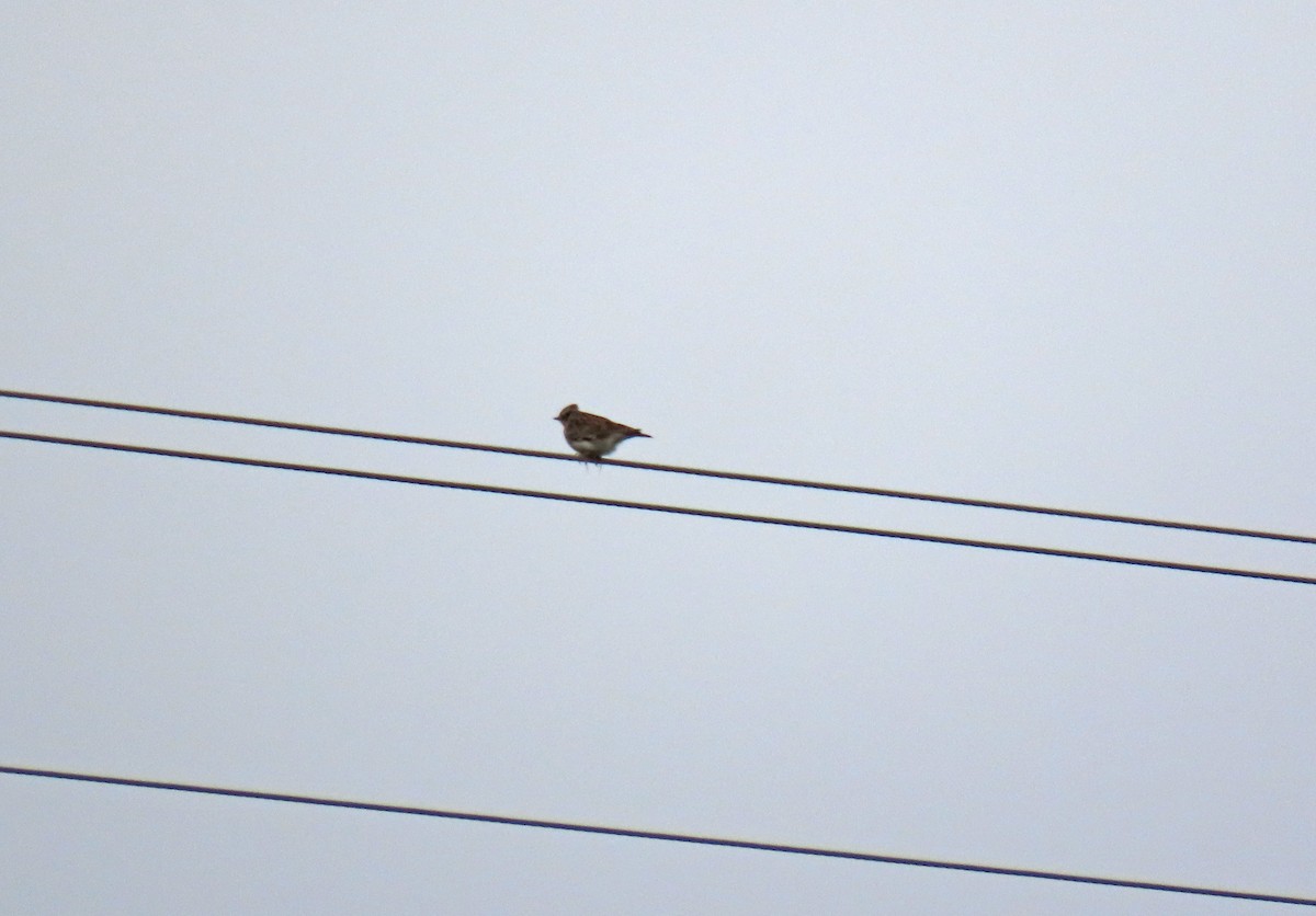 モリヒバリ - ML645253611