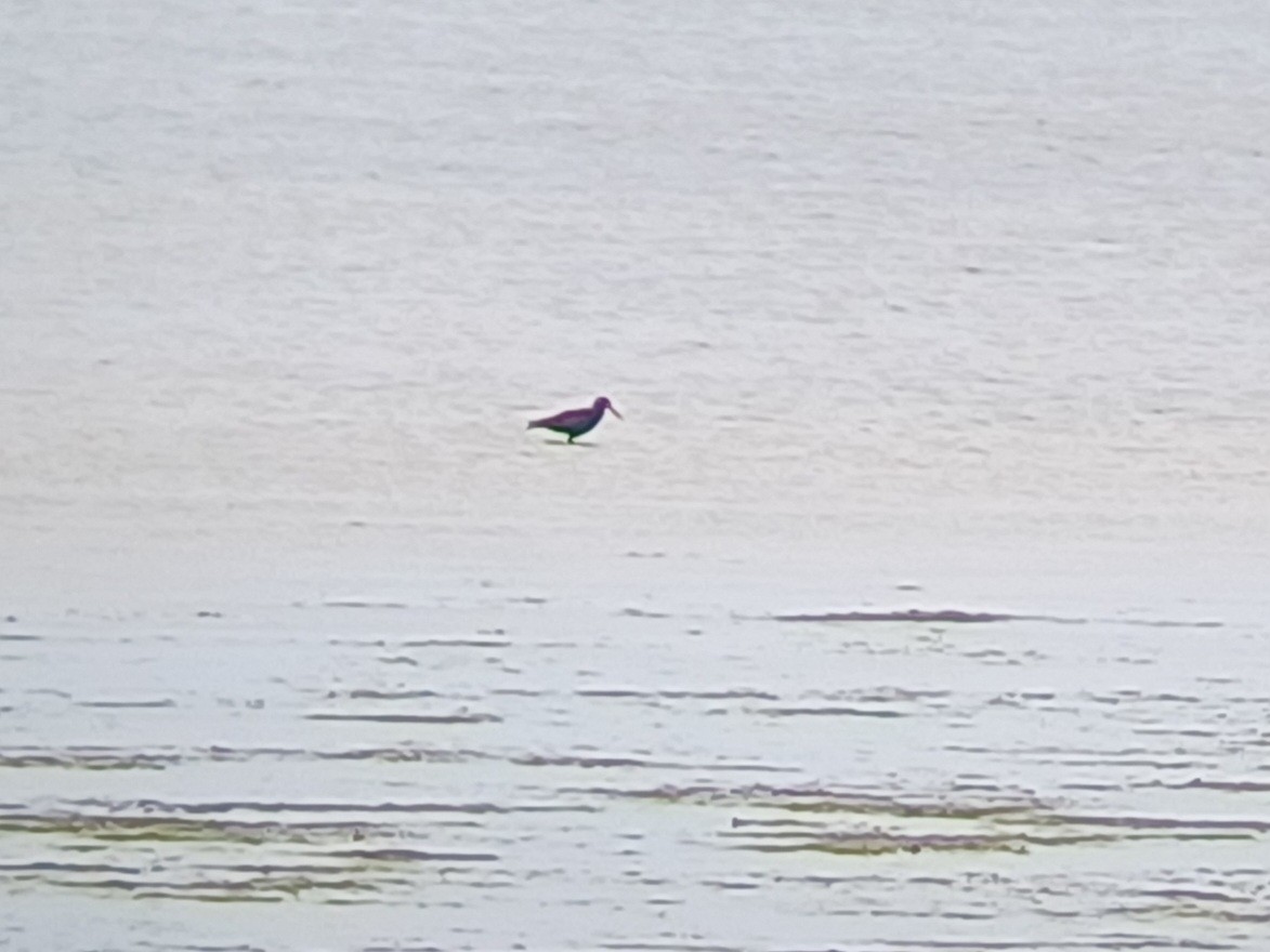 オーストラリアクロミヤコドリ - ML645253613