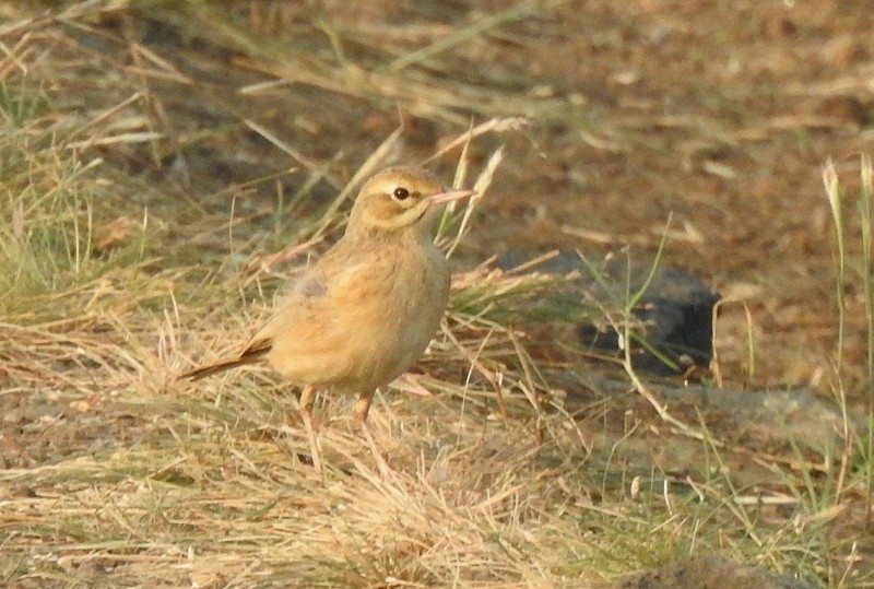 ムジタヒバリ - ML645253614