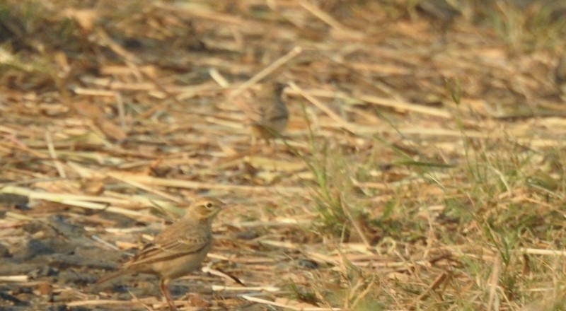 ムジタヒバリ - ML645253615