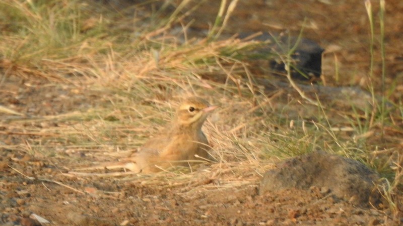 ムジタヒバリ - ML645253616