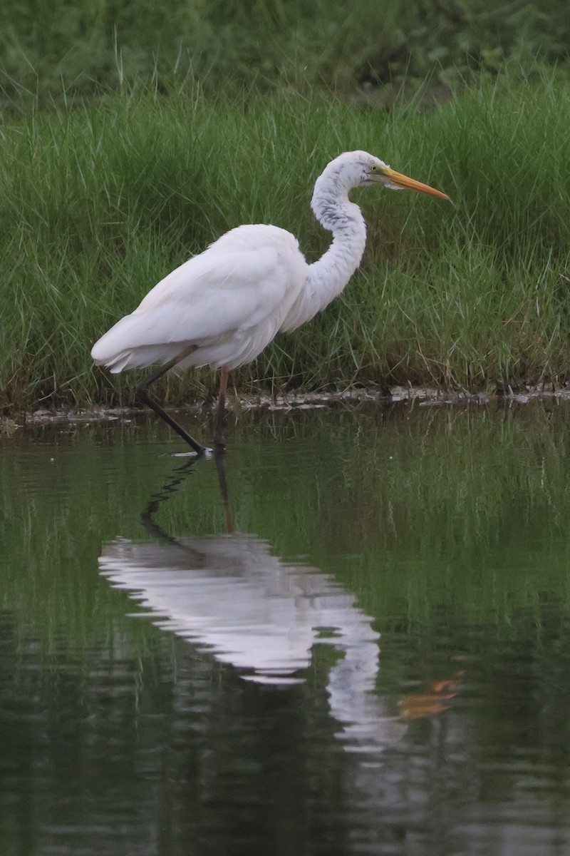 ダイサギ - ML645253617