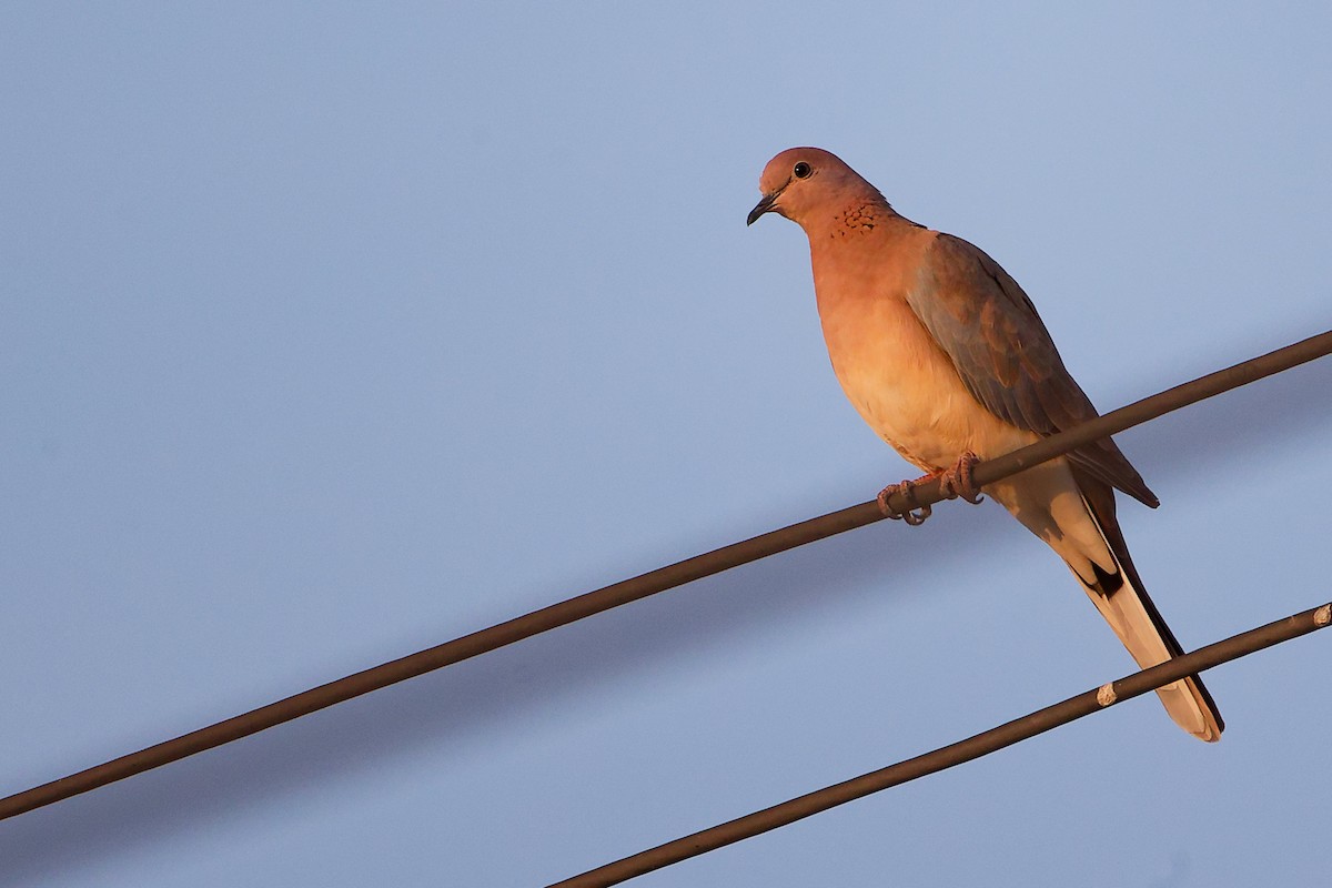 ワライバト - ML645253618