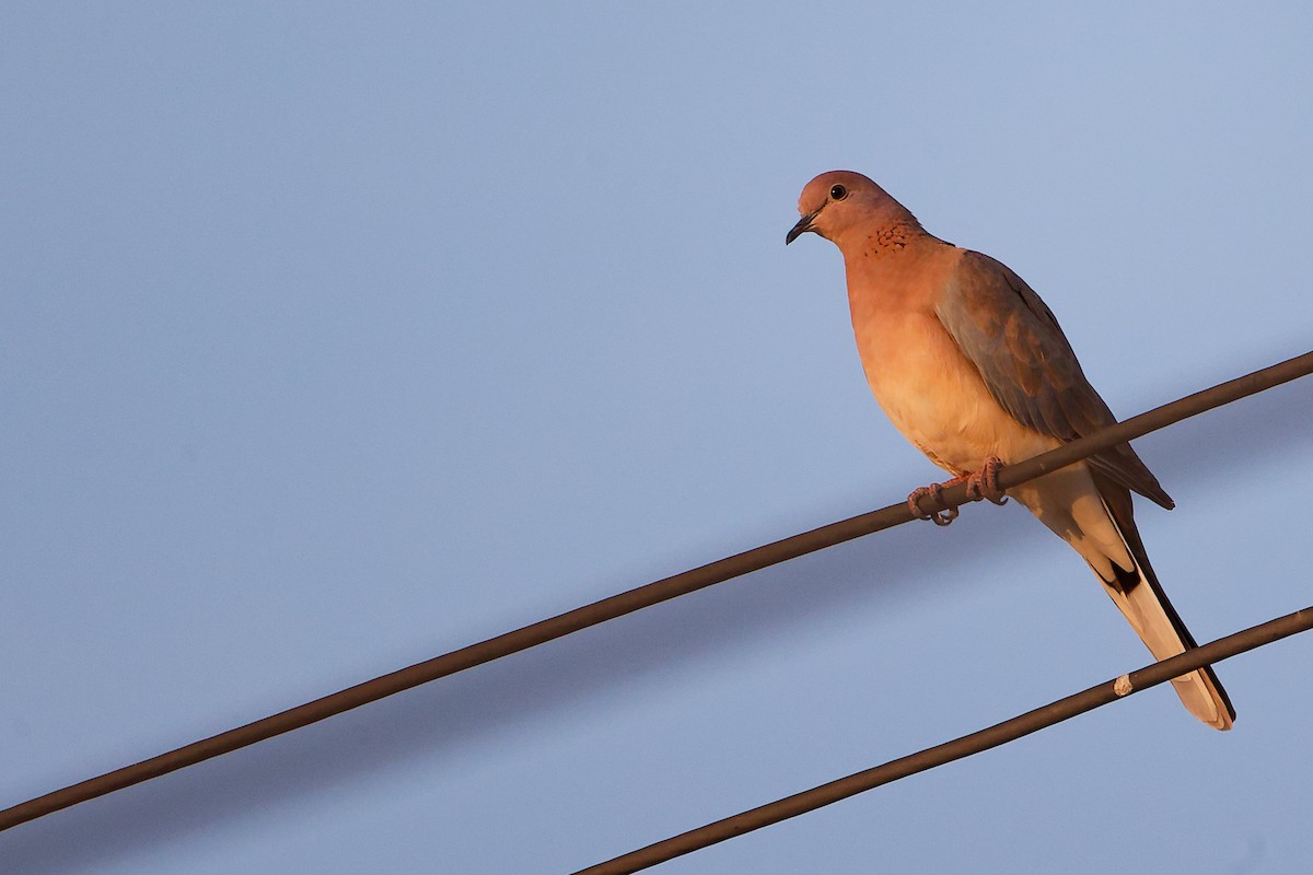 ワライバト - ML645253619