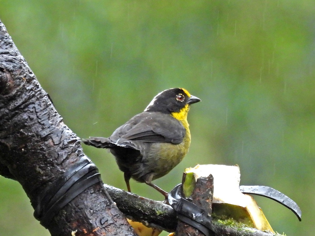 キエリヤブシトド - ML645253625