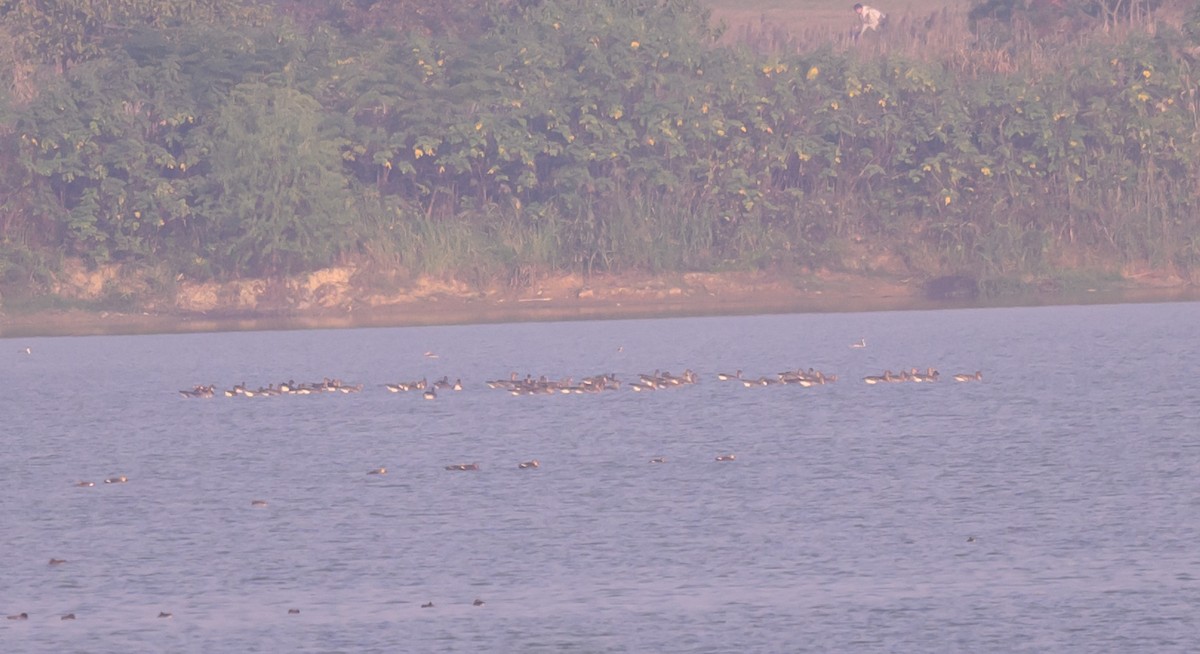 マガン属 - ML645253626