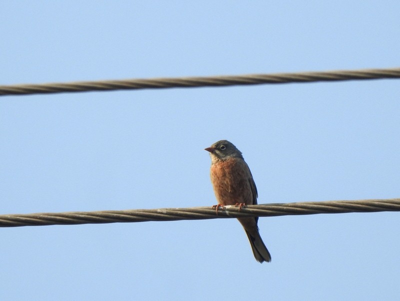 イワバホオジロ - ML645253627