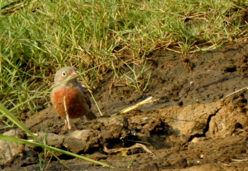 イワバホオジロ - ML645253628