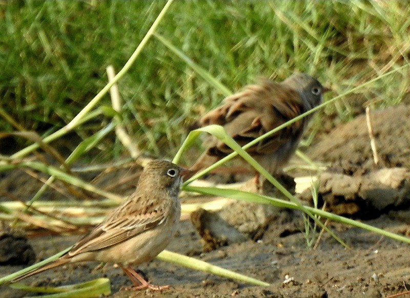 イワバホオジロ - ML645253629