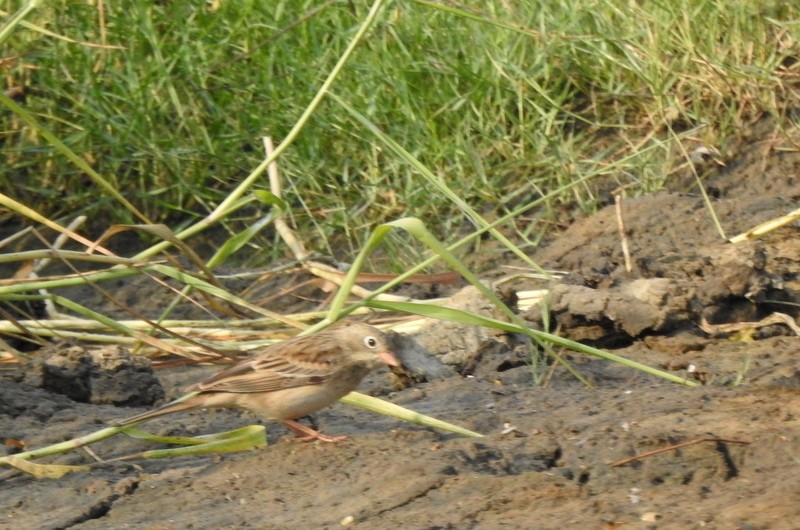 イワバホオジロ - ML645253630