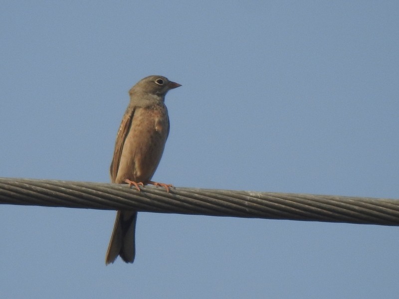 イワバホオジロ - ML645253631