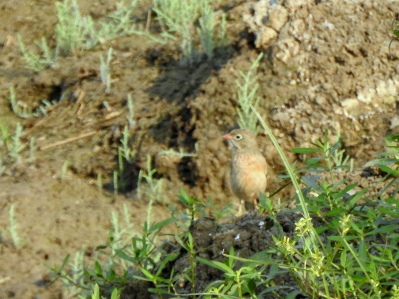 イワバホオジロ - ML645253632